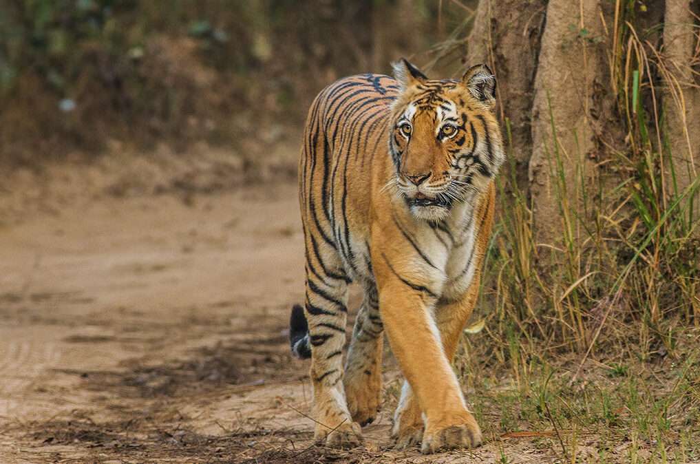 Travel Guide to Wonders of Jim Corbett