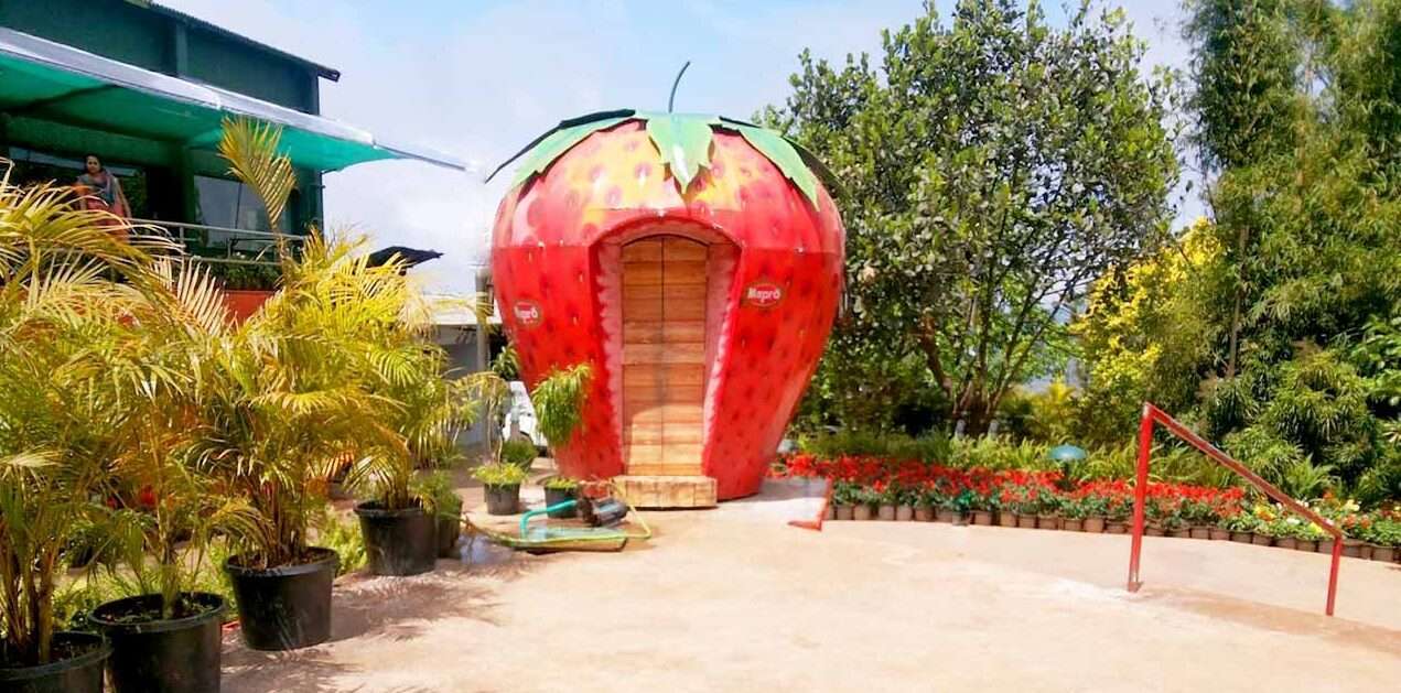 Mapro Garden: A Delightful Taste