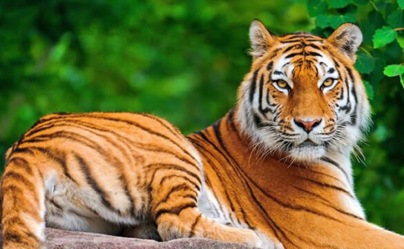 Kolkata Alipore Zoo