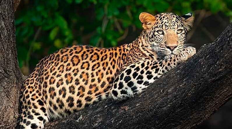 Wildlife Sanctuary in Bhadra