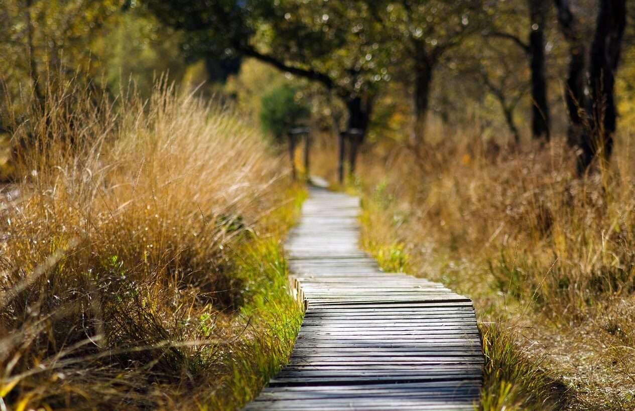 Nature walks and photography