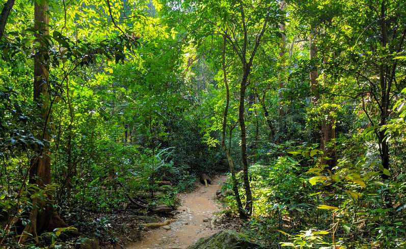 Peppara Wildlife Sanctuary's Wonders