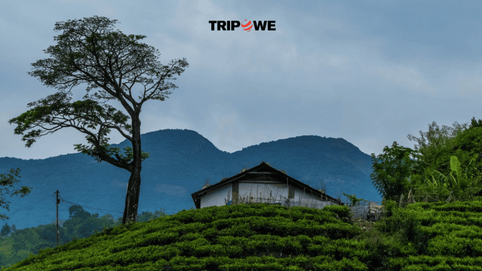 Tripowe