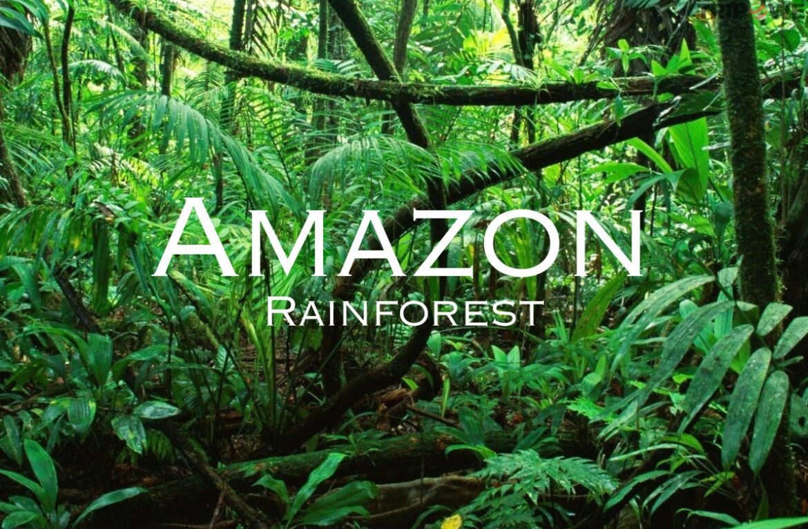 Amazon Rainforest