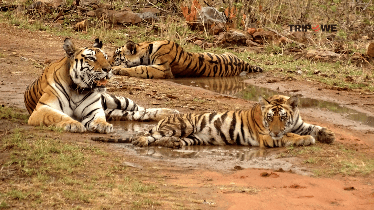 Panna National Park
