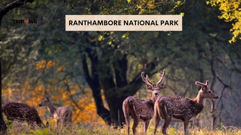 Top Wildlife Safari Destinations in India -Tripowe.com