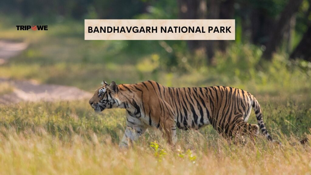 Top Wildlife Safari Destinations in India -Tripowe.com